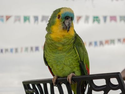 Pássaros se Masturbar: Estudo Revela Comportamento Natural