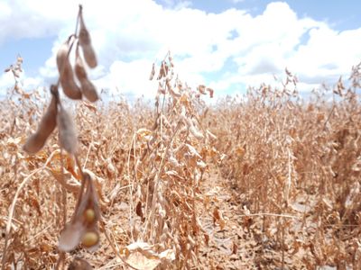 Super El Niño ameaça safra de soja e pressiona economia de Goiás