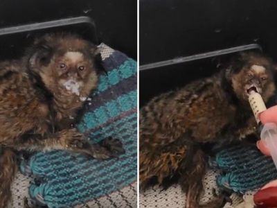 Sagui é resgatado após choque elétrico em rede urbana de Anápolis
