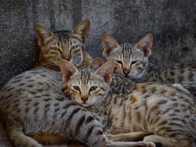Multa por maus-tratos a animais em Goiânia