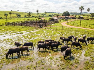 Goiás expande criação de búfalos e lidera rebanho bubalino no Centro-Oeste