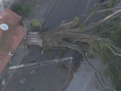 Vendaval no Rio derruba árvores, destelha imóveis e mata cinco pessoas