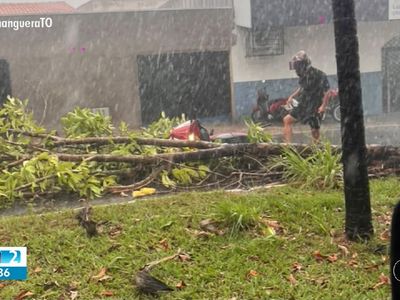 Chuva com ventos fortes derruba árvores e destelha casas em Araguaína