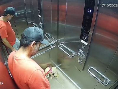 Homem é preso após agredir cachorra em elevador de condomínio no interior de São Paulo