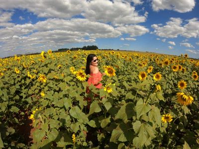 Goiânia mantém ilhas de flores em meio à seca severa
