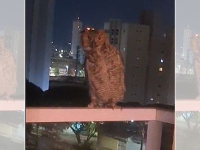 Maior coruja do Brasil pousada em apartamento surpreende moradores em Indaiatuba (SP)