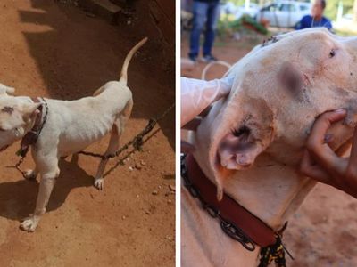 Pit bull resgatado após oito meses acorrentado em Goiânia; tutor é preso