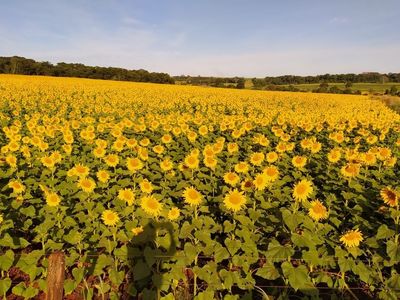 Goiás lidera produção de girassol no Brasil