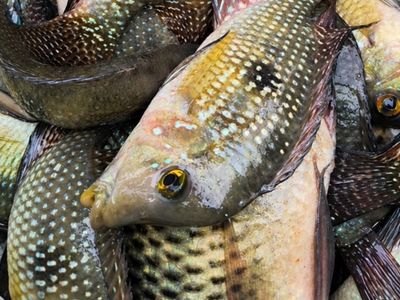 Dois homens são multados por pesca ilegal na Represa de Itupararanga
