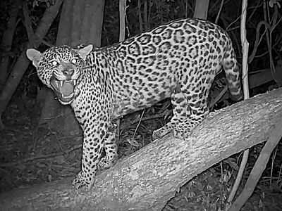 Onça-pintada Manchita é flagrada cruzando fronteira entre Brasil e Argentina
