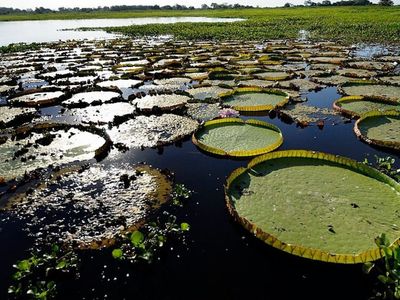 Candidatos a governador de MS detalham planos para o Pantanal