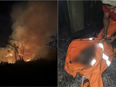 Quatro filhotes de cães morrem em área de incêndio em Minas Gerais