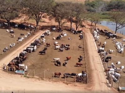 Boitel em Cláudio (MG) reduz custos de engorda com confinamento tecnificado