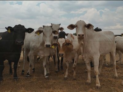 UE barra carne bovina brasileira; último lote saiu de Bela Vista de Goiás