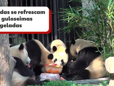 Panda gigante na Holanda era fêmea e não macho, descobre zoológico