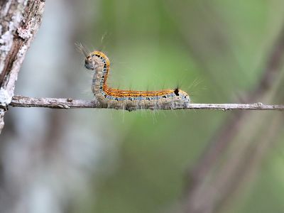Lagartas que parecem arte: brasileira registra camuflagem impressionante no Japão