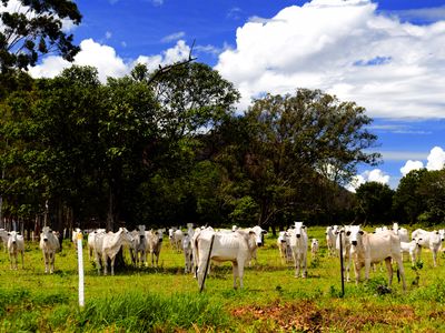 Tarifa extra dos EUA por trabalho forçado ameaça exportações de soja e carne de Goiás