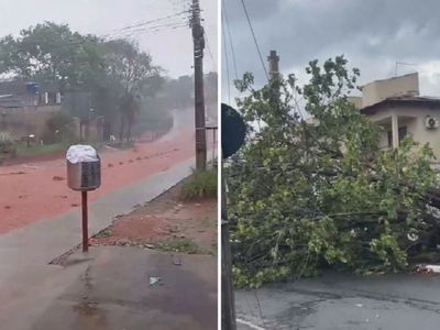 Chuva forte derruba árvores e interdita vias em Goiânia e cidades vizinhas