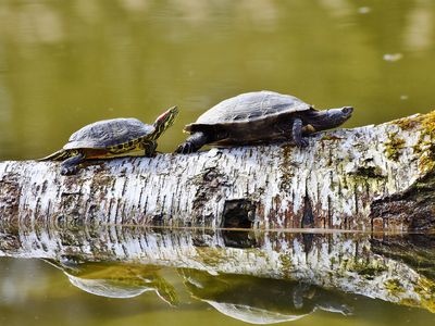 Tartarugas: Os Animais Mais Longevos