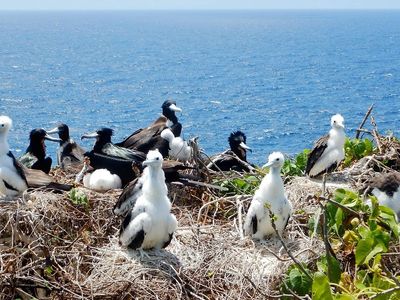 ICMBio alerta para risco de doenças ao se aproximar de aves em Fernando de Noronha