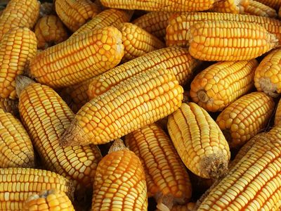 Amazônia Agro: Impacto na Economia Local