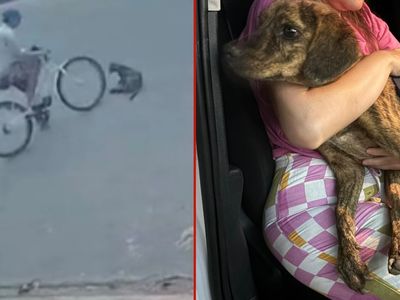 Ciclista que atropelou cachorra em MT é adolescente e segue foragido