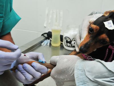 DF abre 660 vagas para castração gratuita de cães e gatos; Goiânia ainda não tem programa similar