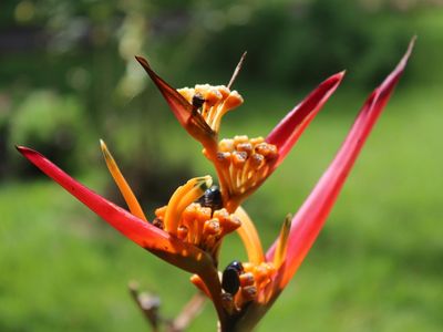 Pirenópolis: Destino Turístico em Goiás