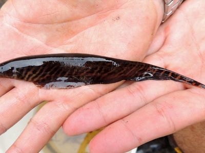 Peixe elétrico inspira pesquisa para tecnologias que 'enxergam' no escuro