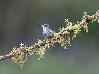 Aves Sentem Gosto? Araras Comem Pimenta sem Ardência