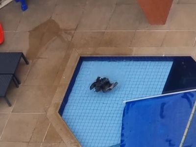Urubu é filmado mergulhando em piscina de condomínio em Maringá
