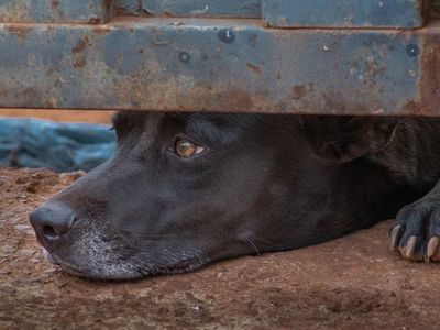 Suspeito de incendiar cãozinho é multado em R$ 50 mil