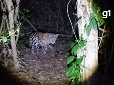 Pescador filma onça-pintada a dois metros durante pescaria noturna em MT
