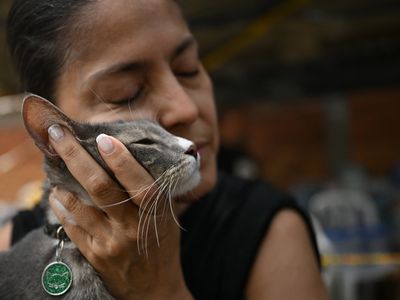 Sobreviventes reencontram pets após terremoto na Colômbia