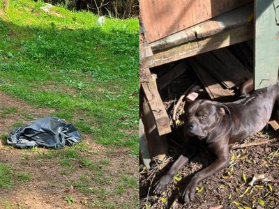 Mais de 20 cães são encontrados mortos em terreno de Santa Catarina após denúncia