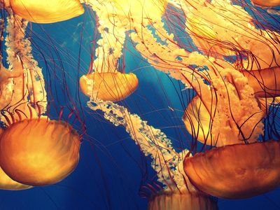 Oceano Profundo: Estudo Revela Enigma
