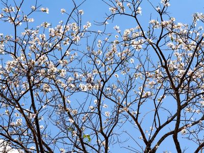 Ipês-brancos florescem em Goiânia e colorem a cidade durante a seca