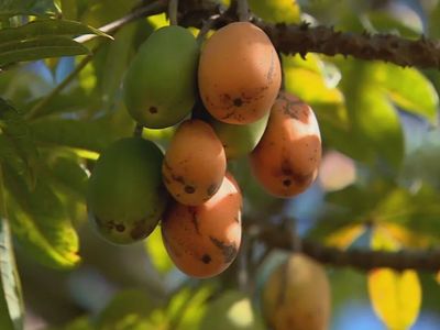 Jaracatiá: fruta do Cerrado que se come inteira ganha espaço na culinária goiana