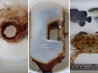 Caranguejo cresce preso em garrafa plástica e revela crise oculta da poluição marinha