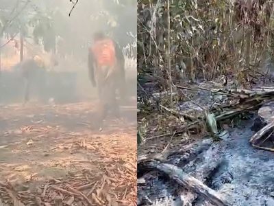 Queimadas destroem lavouras e dobram preço da mandioca em Parintins