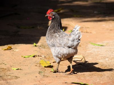 Goiás Confirma Primeiro Caso de Febre Oropouche
