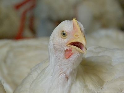 China aumenta exportações de frango e pode virar concorrente do Brasil