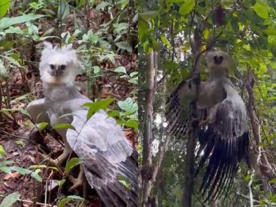 Harpia é flagrada por criador de conteúdo durante trilha em Rondônia