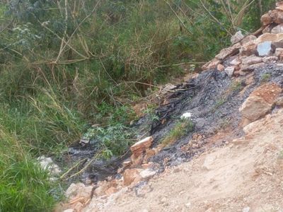 Cão morre preso em piche descartado irregularmente em Americana; polícia investiga