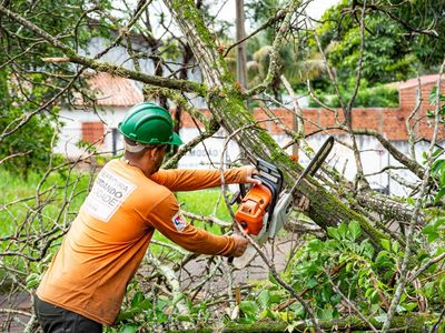 Poda de árvore sete-copas em Goiânia gera polêmica