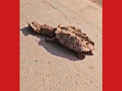 Cágado exótico é flagrado em rodovia no Acre; caso reflete crise de biodiversidade no Centro-Oeste