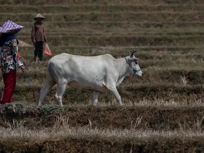 Seca na Indonésia eleva preço do arroz e aumenta risco de conflitos globais