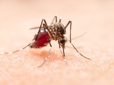 Por que a picada de mosquito incomoda uns mais que outros? A ciência explica