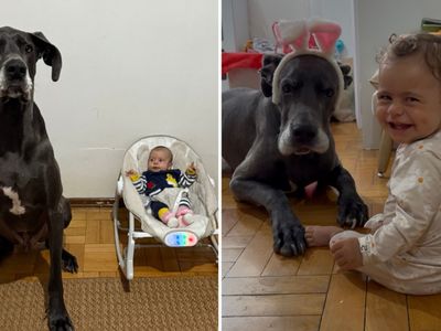 Cachorro vira 'babá' de bebê e viraliza; história inspira debate em Goiânia sobre pets em hospitais
