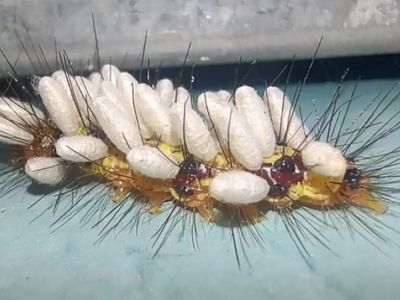 Lagarta com casulos brancos revela ação de vespa parasitoide em SP